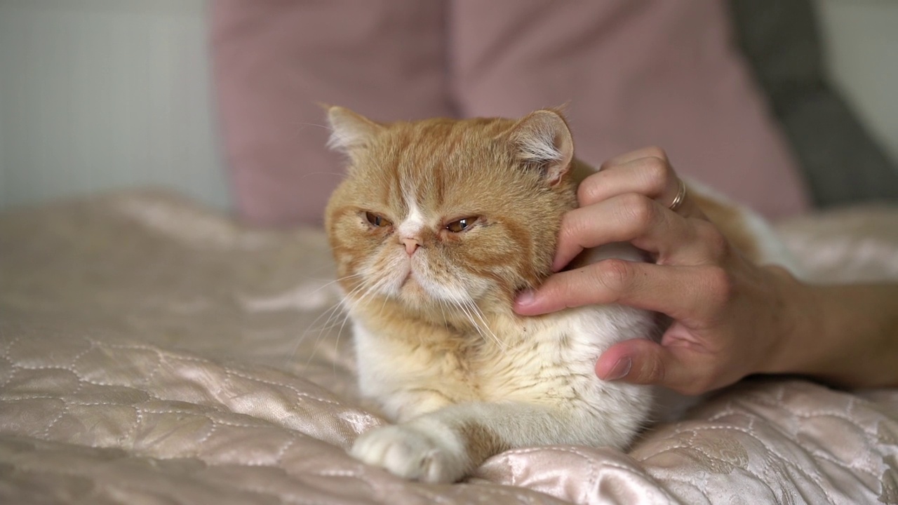 快乐的小猫喜欢被女人的手抚摸。英国短毛姜色猫视频下载