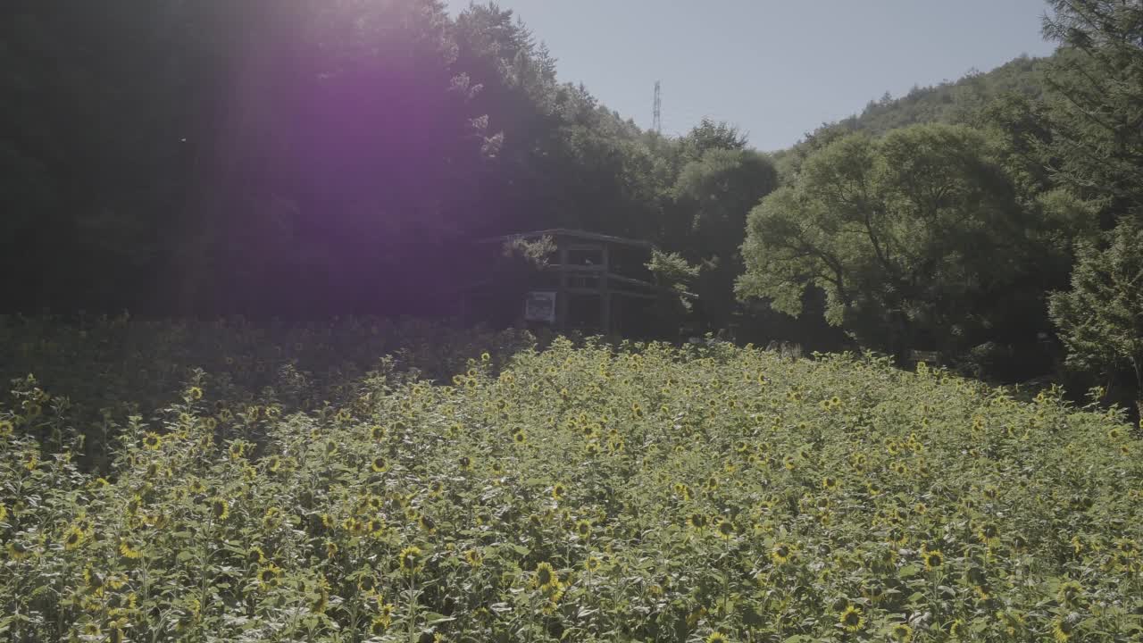 韩国江原道太白市古瓦村的向日葵田和自然风光视频素材