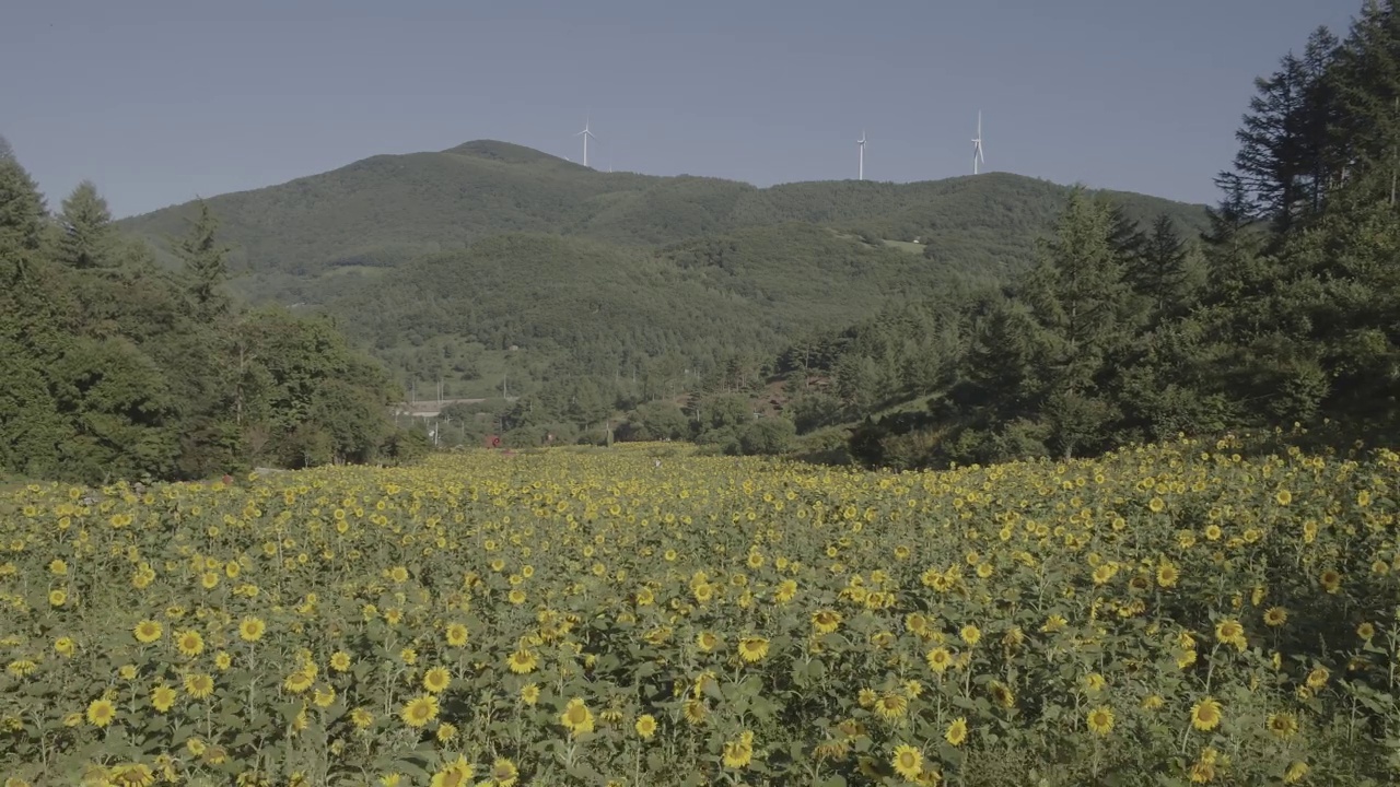 韩国江原道太白市古瓦村的向日葵田和自然风光视频素材