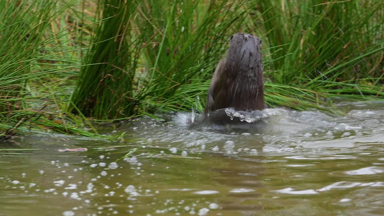 欧洲水獭(Lutra Lutra)，两只小水獭在水中搏斗视频素材