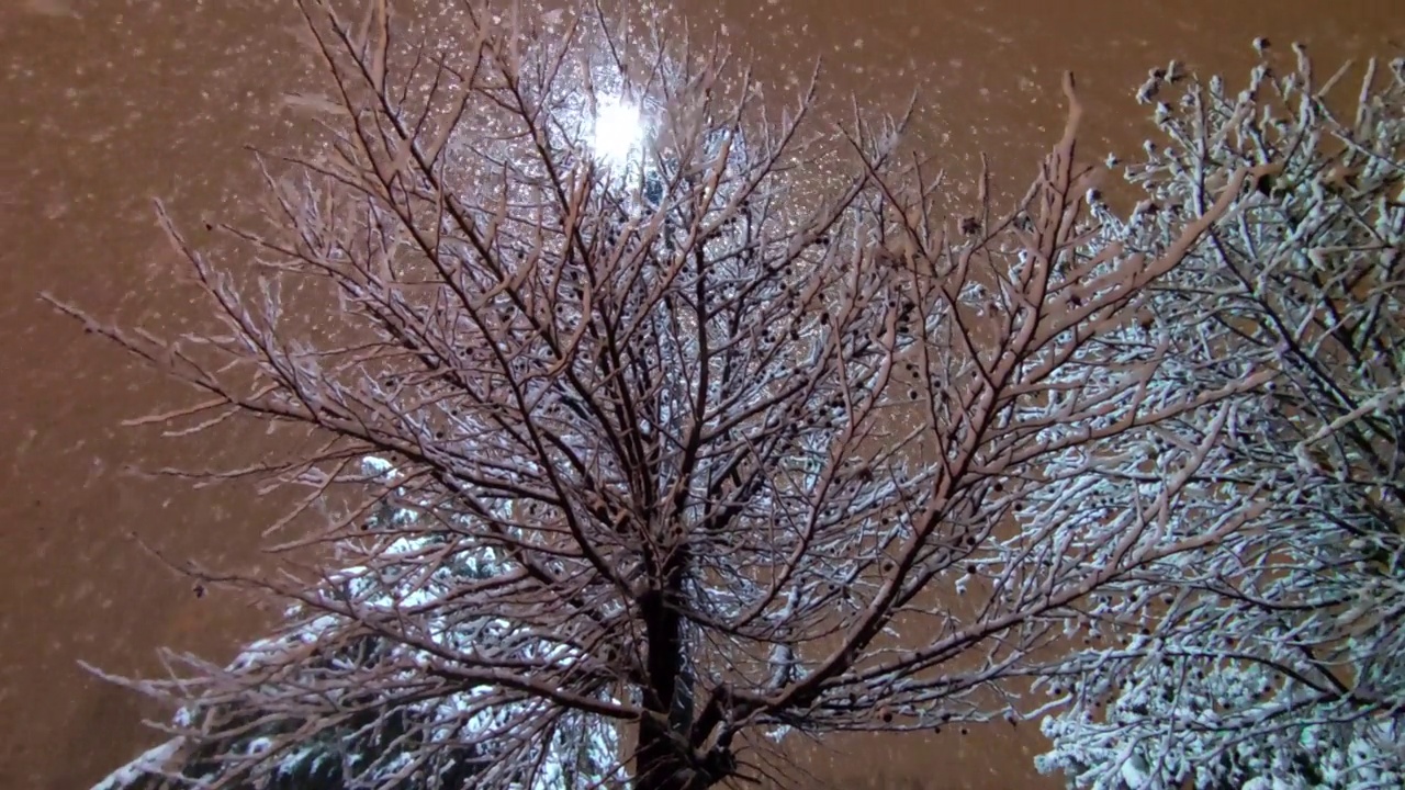 树和树枝在下雪视频素材