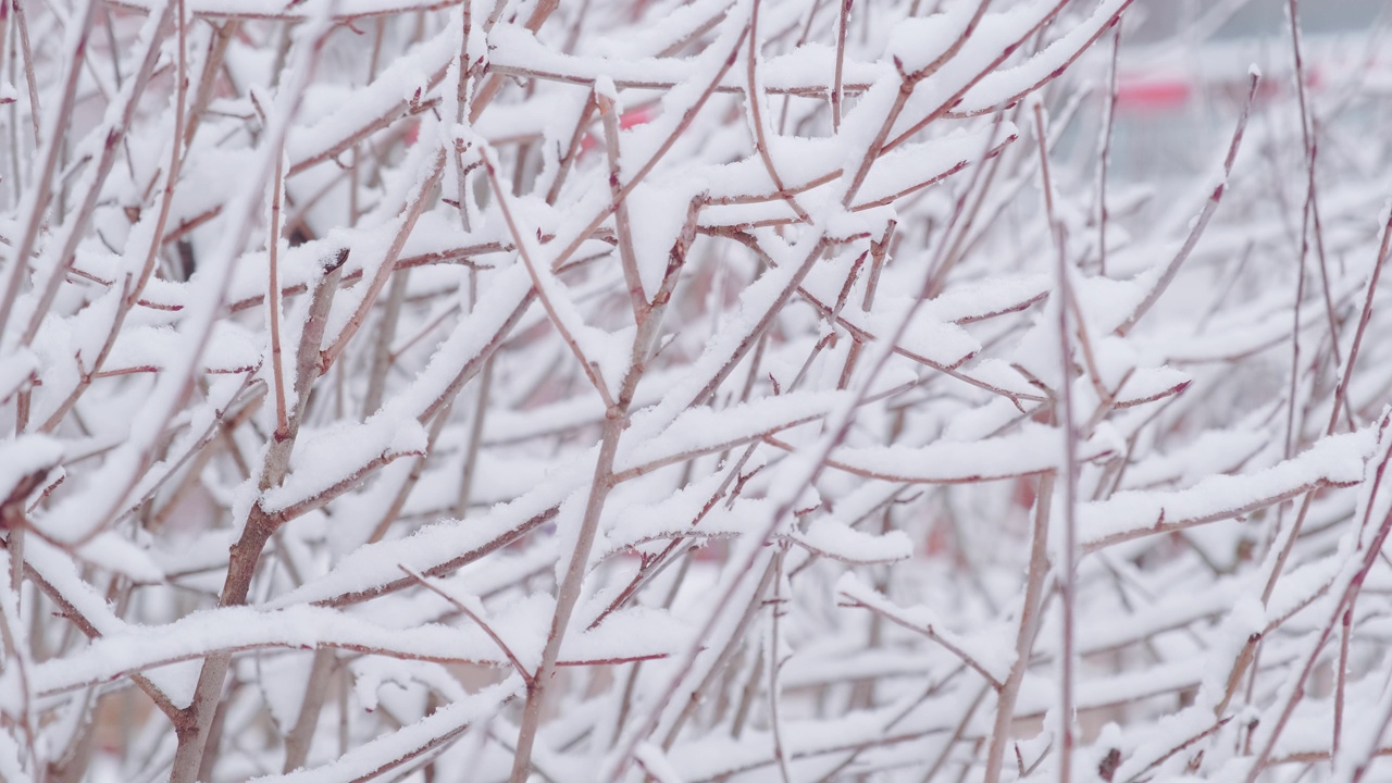 雪覆盖的红浆果蔷薇灌木视频素材