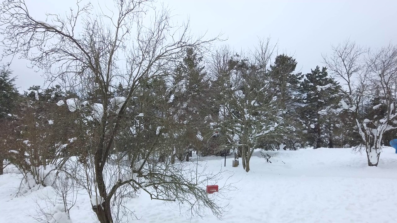 下雪的森林视频素材