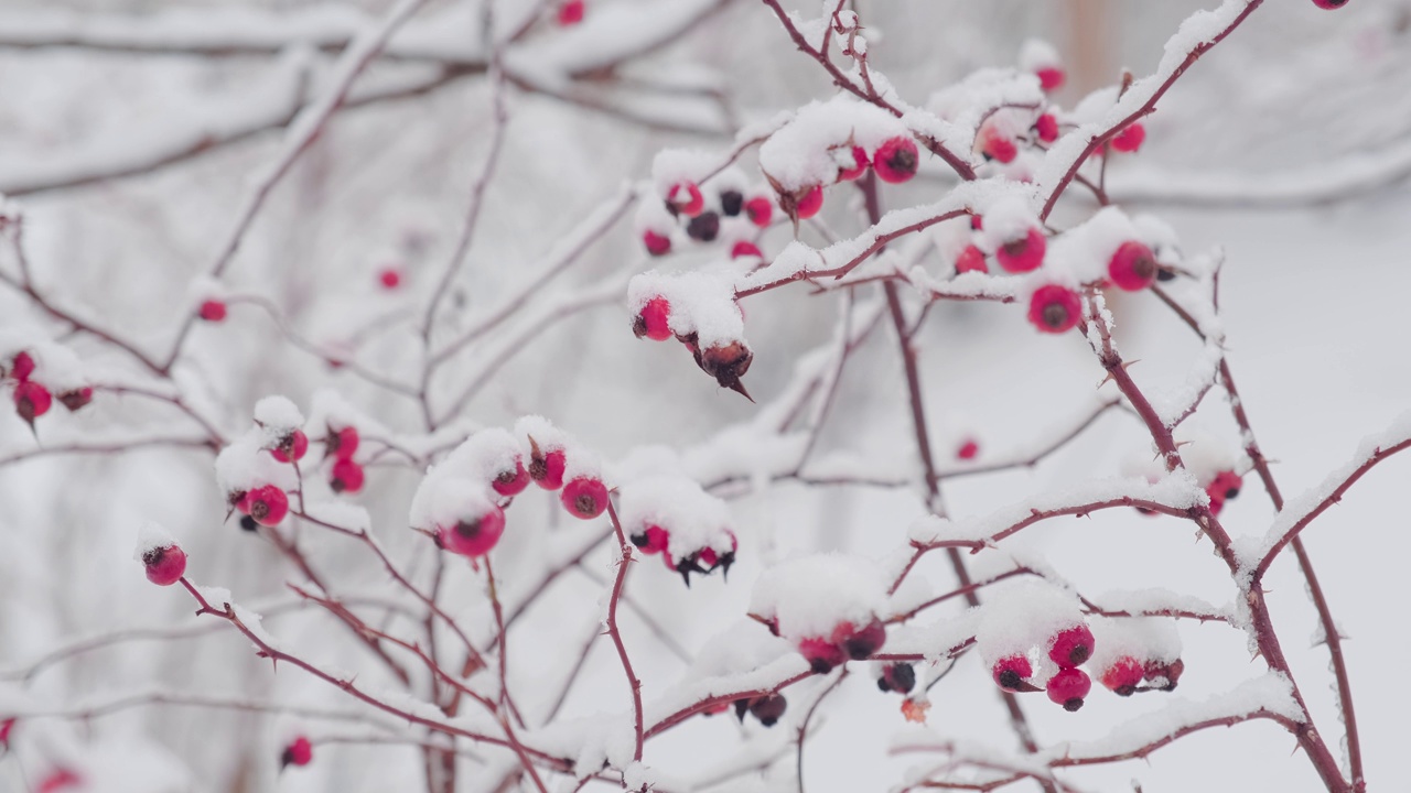 雪覆盖的红浆果蔷薇灌木视频素材