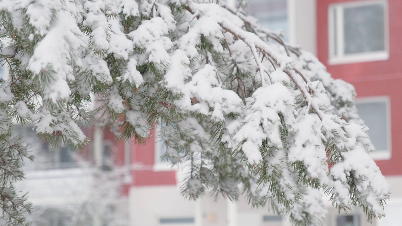 白雪皑皑的树，红砖砌的墙视频素材