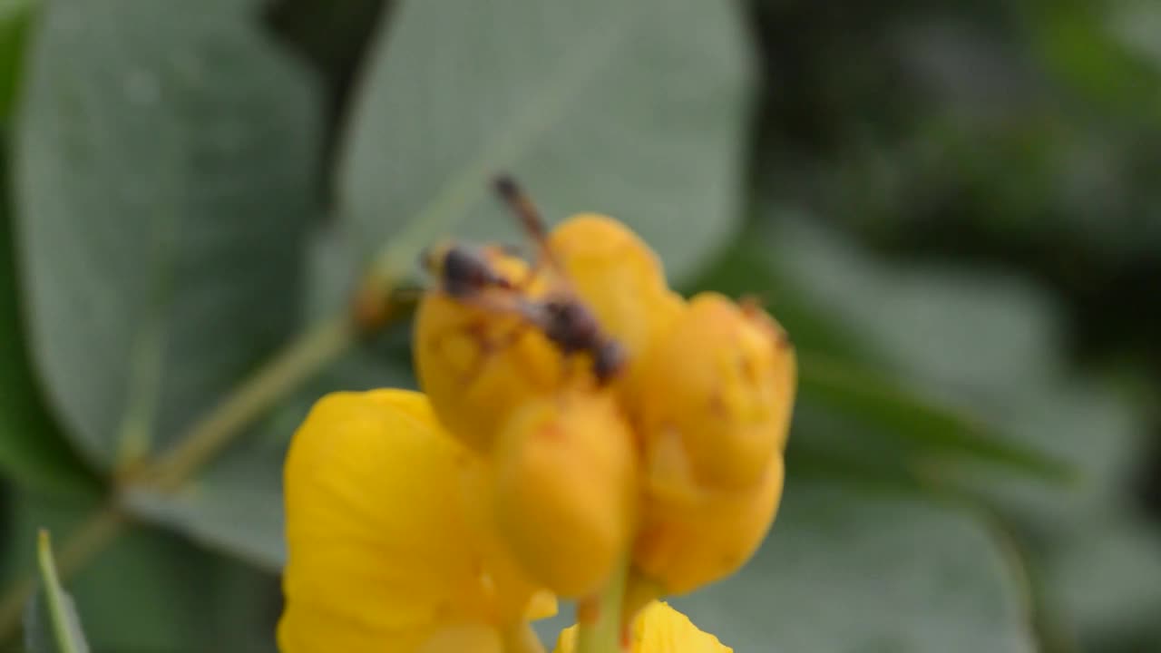 甲虫在花视频素材