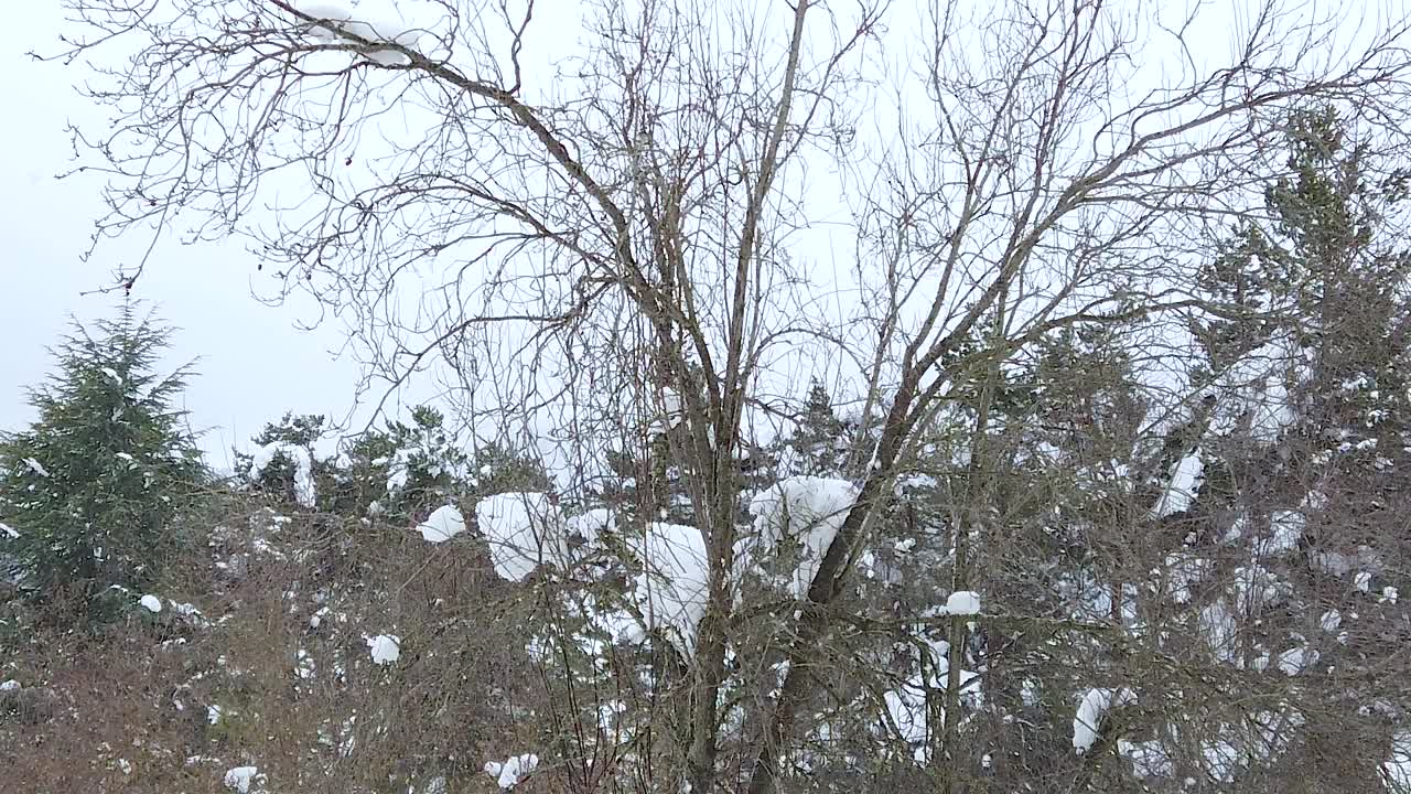 森林里下雪视频素材