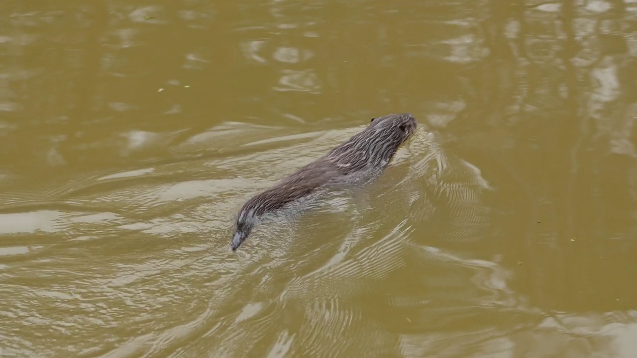 欧洲水獭(水獭)，游泳视频素材