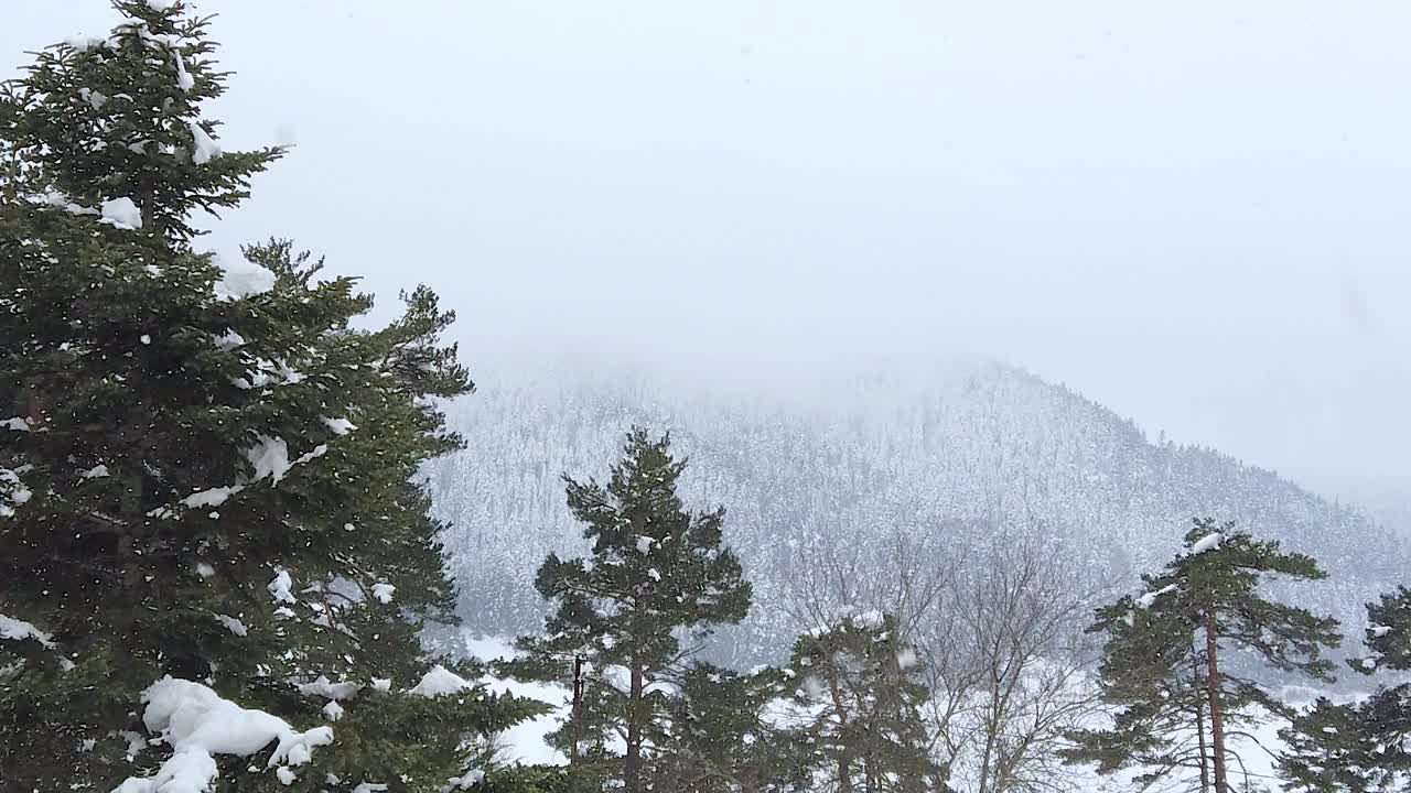 下雪的森林视频素材