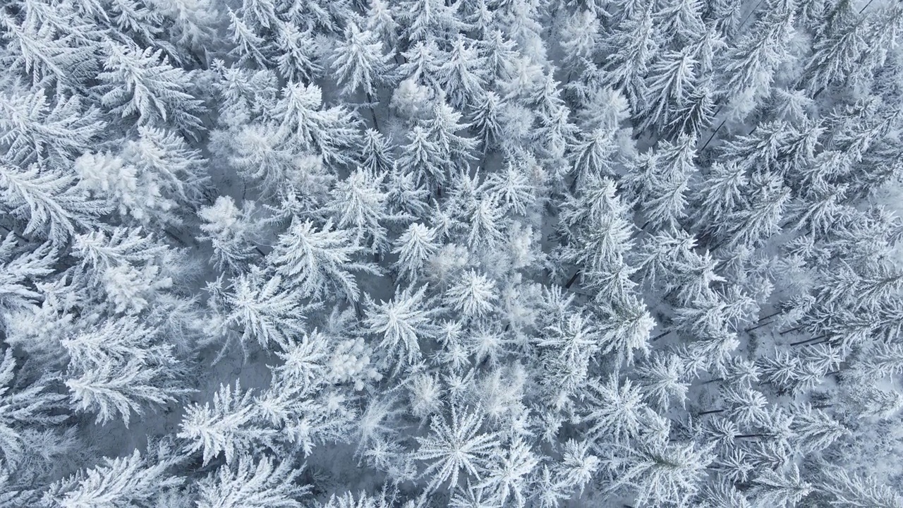 美丽的冬季森林，雪树，鸟瞰图视频素材