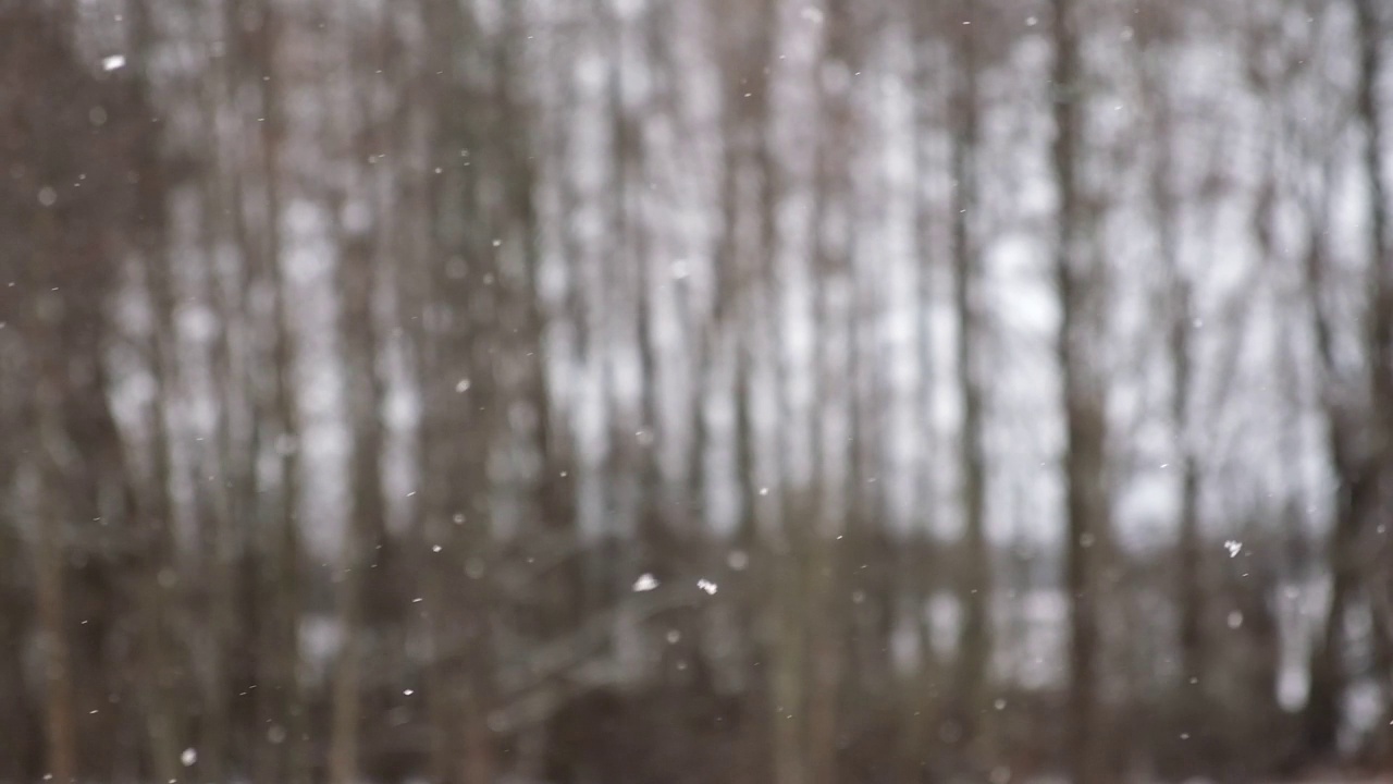 模糊，散焦视频的大雪在森林。美丽的冬季景观，雪和模糊的树木背景。轻轻飘落的雪花。树枝下的雪。坏雪天气寒冷的一天。视频素材