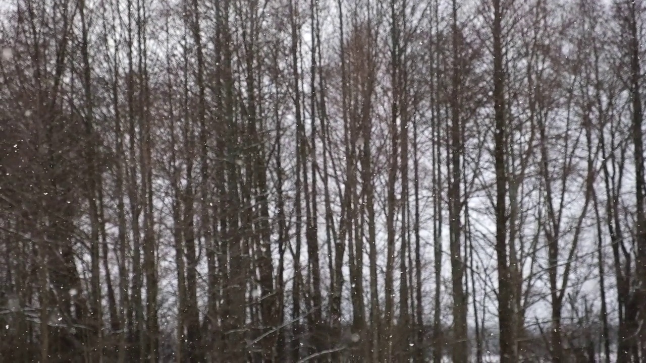 森林里下大雪。美丽的冬季景观，雪和模糊的树木背景。轻轻飘落的雪花。树枝下的雪。坏雪天气寒冷的一天。视频素材