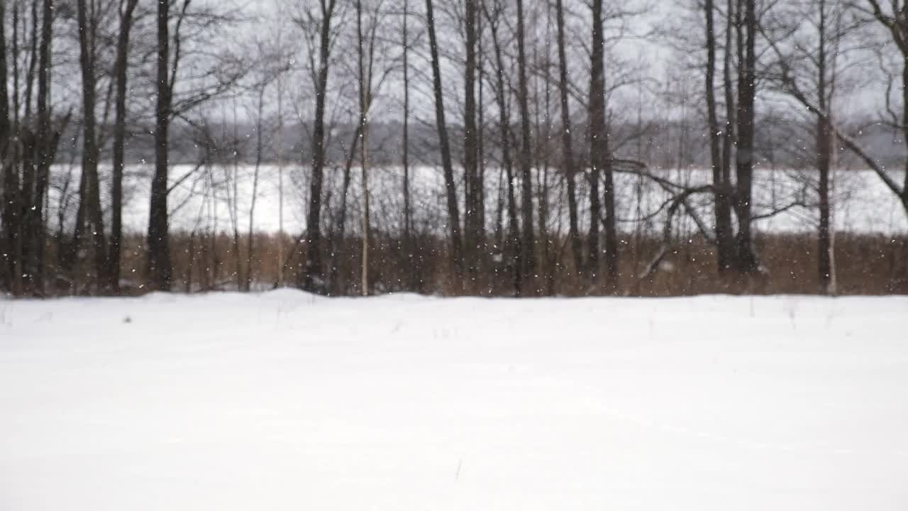 模糊，散焦视频的大雪在森林。美丽的冬季景观，雪和模糊的树木背景。轻轻飘落的雪花。树枝下的雪。坏雪天气寒冷的一天。视频素材