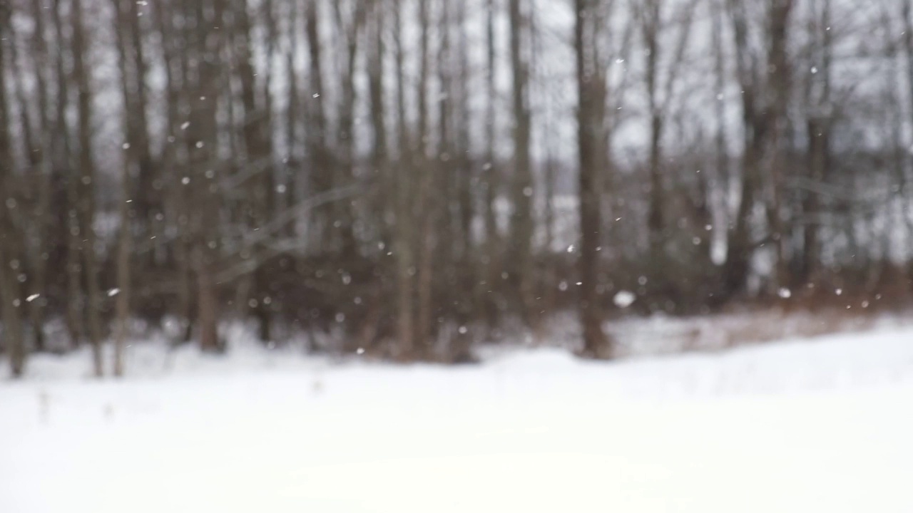 森林里下大雪。美丽的冬季景观，雪和模糊的树木背景。轻轻飘落的雪花。树枝下的雪。坏雪天气寒冷的一天。视频素材