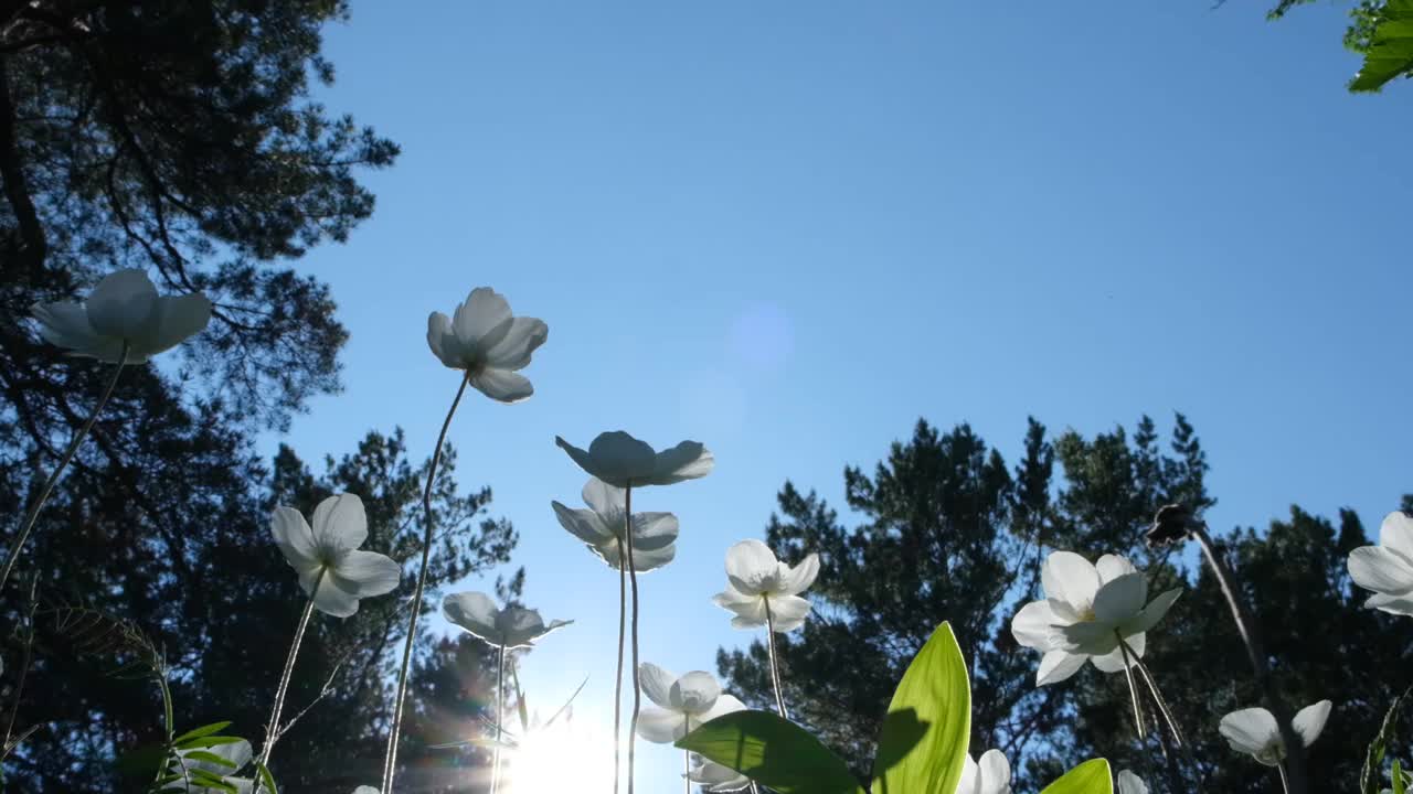 白花银莲花在森林里，夕阳西下，抬头仰望视频素材