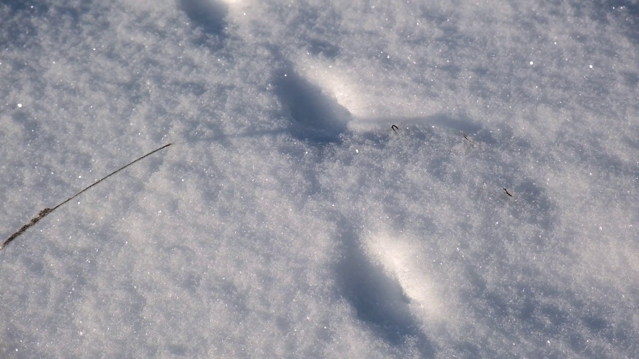 51、野兽的痕迹，在雪地里的痕迹。冬天洁白的雪地上，野生小动物的脚印。一切都被雪覆盖着。福克斯的痕迹。视频素材