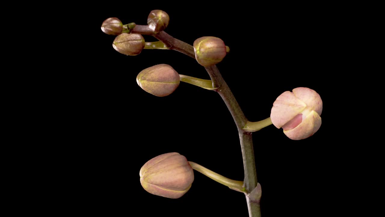 盛开的粉红色兰花蝴蝶兰花视频素材