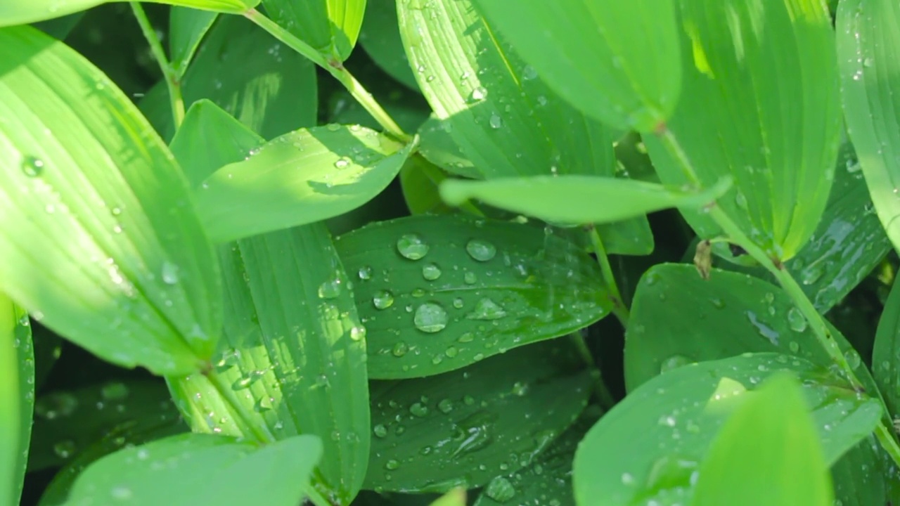 装饰性的湿绿色植物与水滴，浇水野生茂盛的树叶在森林或花园，自然清新的绿色视频下载