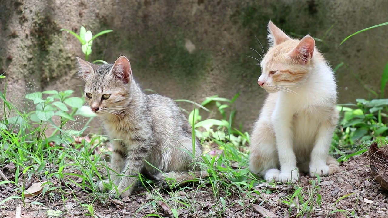 小猫的不同动作。视频素材