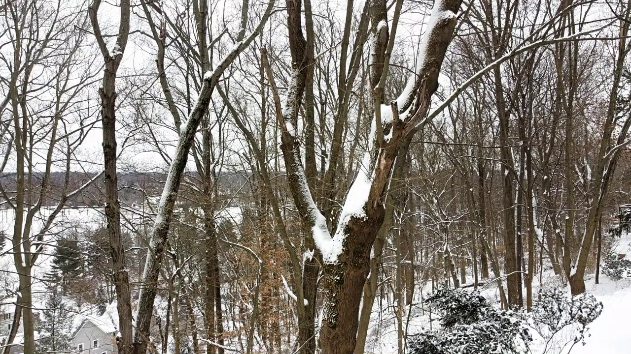 穿过白雪覆盖的树林视频素材