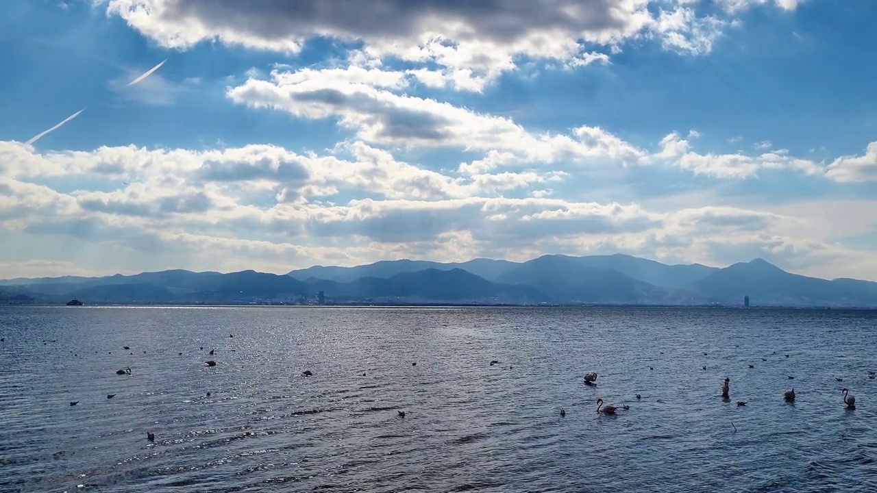 美丽的伊兹密尔日，水鸟在海里觅食视频素材