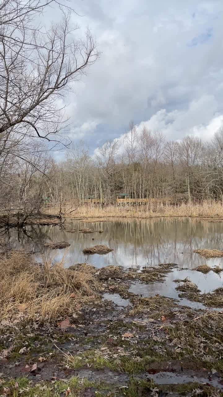 冬季树木和多云的天空的全景反射在湖上视频素材