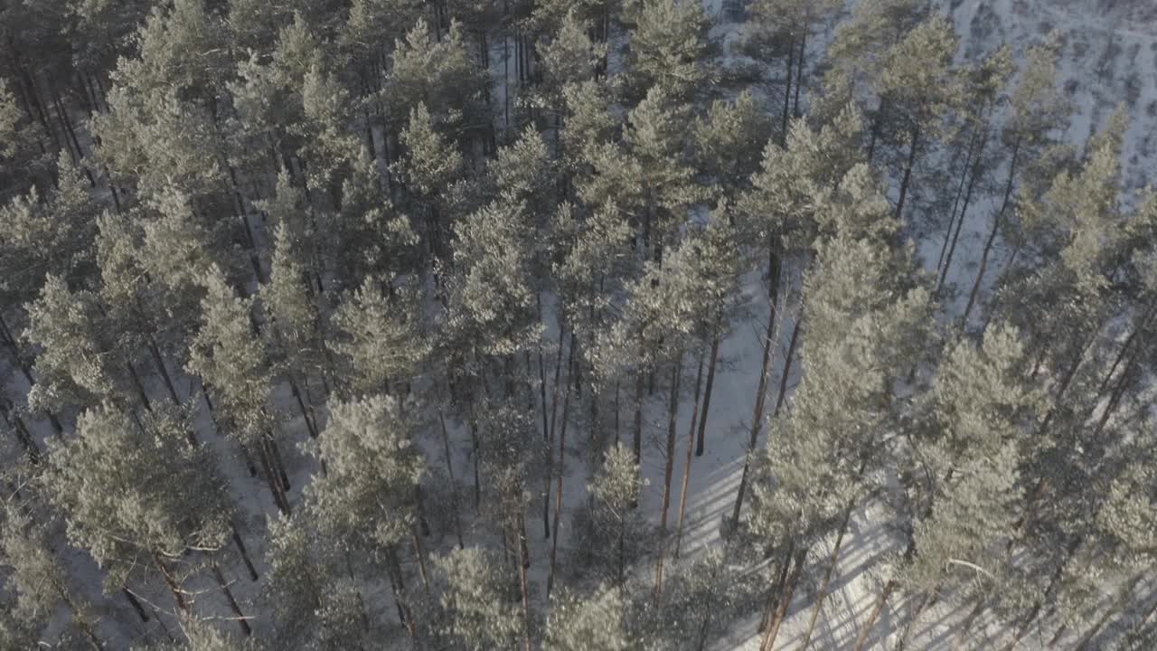 美丽的白雪皑皑的森林在冬天霜冻的一天。俯瞰惊人的松树林景观。公园森林的风景。冬季霜冻森林的自然高架视图。的原始视频素材