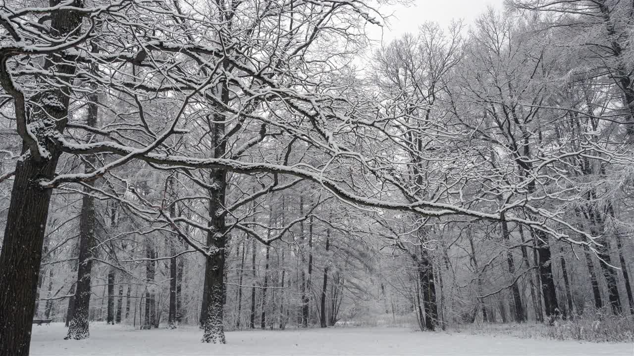 被雪覆盖的森林视频素材