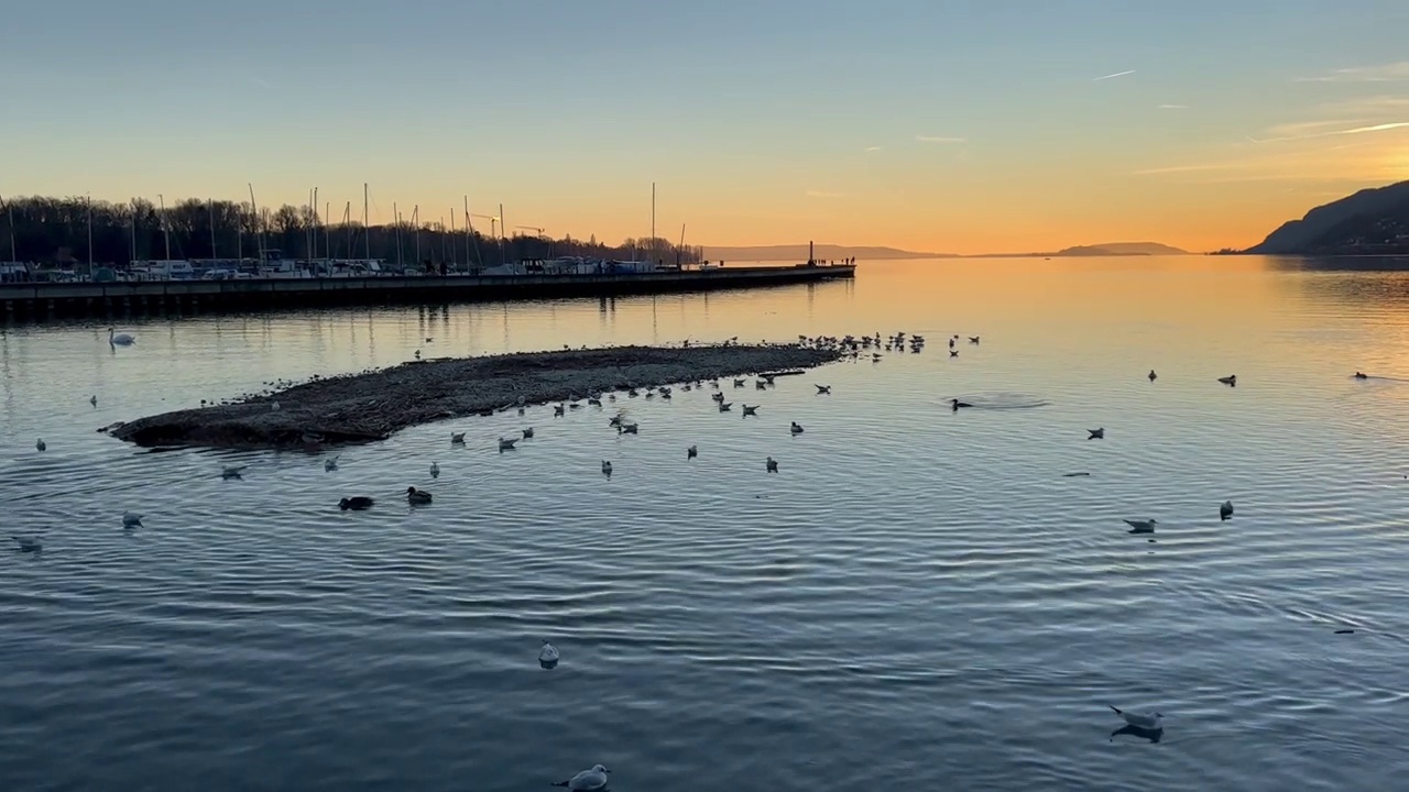 视频中一群水鸟在贝尔湖与日落的天空视频素材