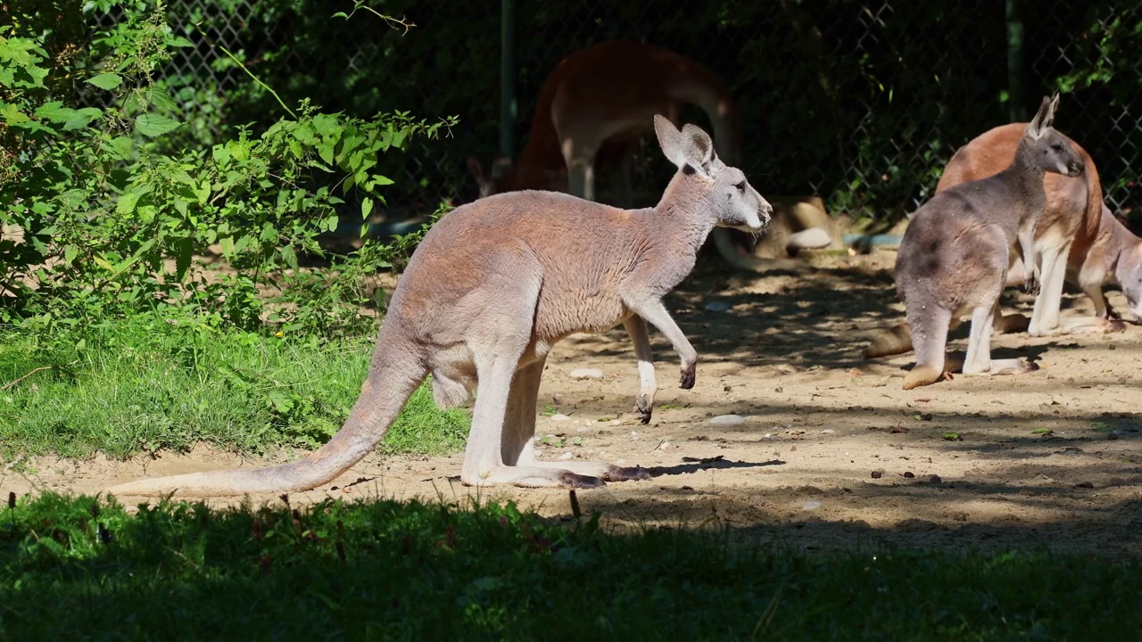 红袋鼠，Macropus rufus是所有袋鼠中最大的视频素材