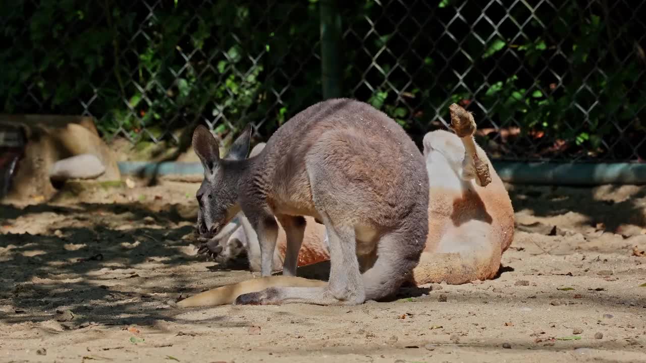 红袋鼠，Macropus rufus是所有袋鼠中最大的视频素材