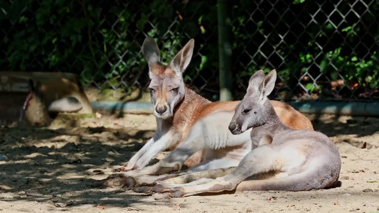 红袋鼠，Macropus rufus是所有袋鼠中最大的视频素材