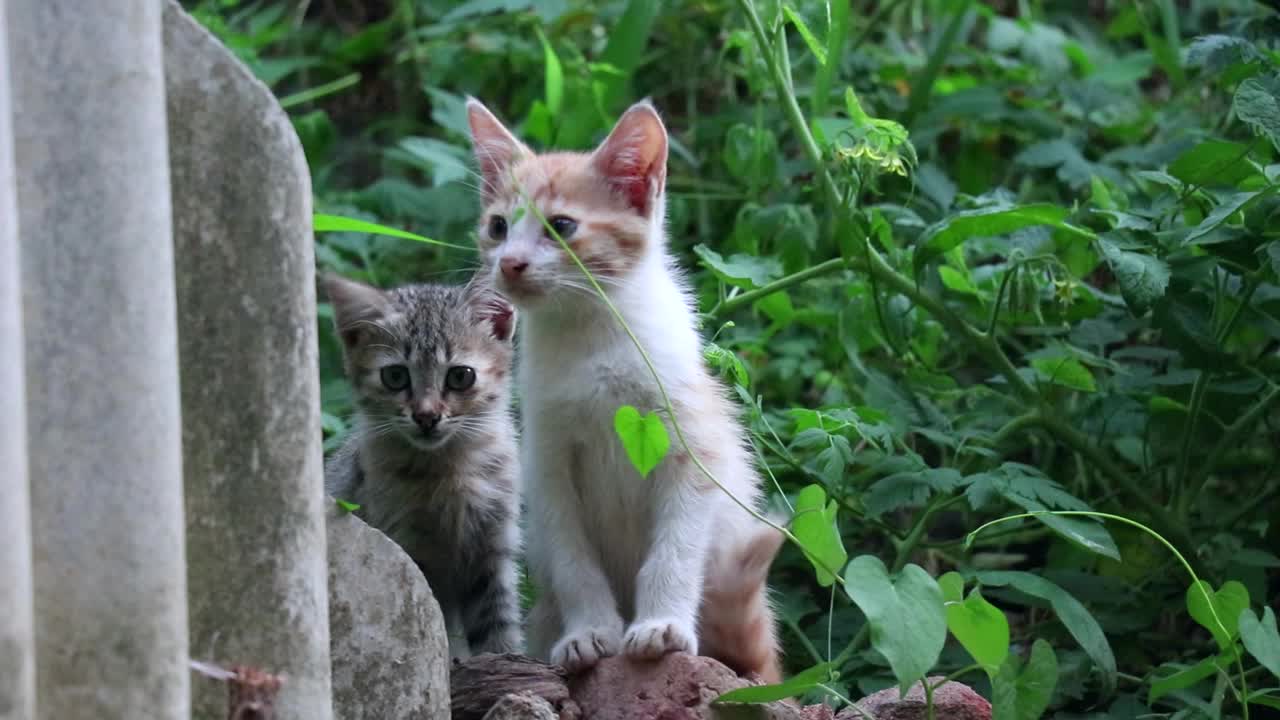 两只小猫的不同动作视频素材