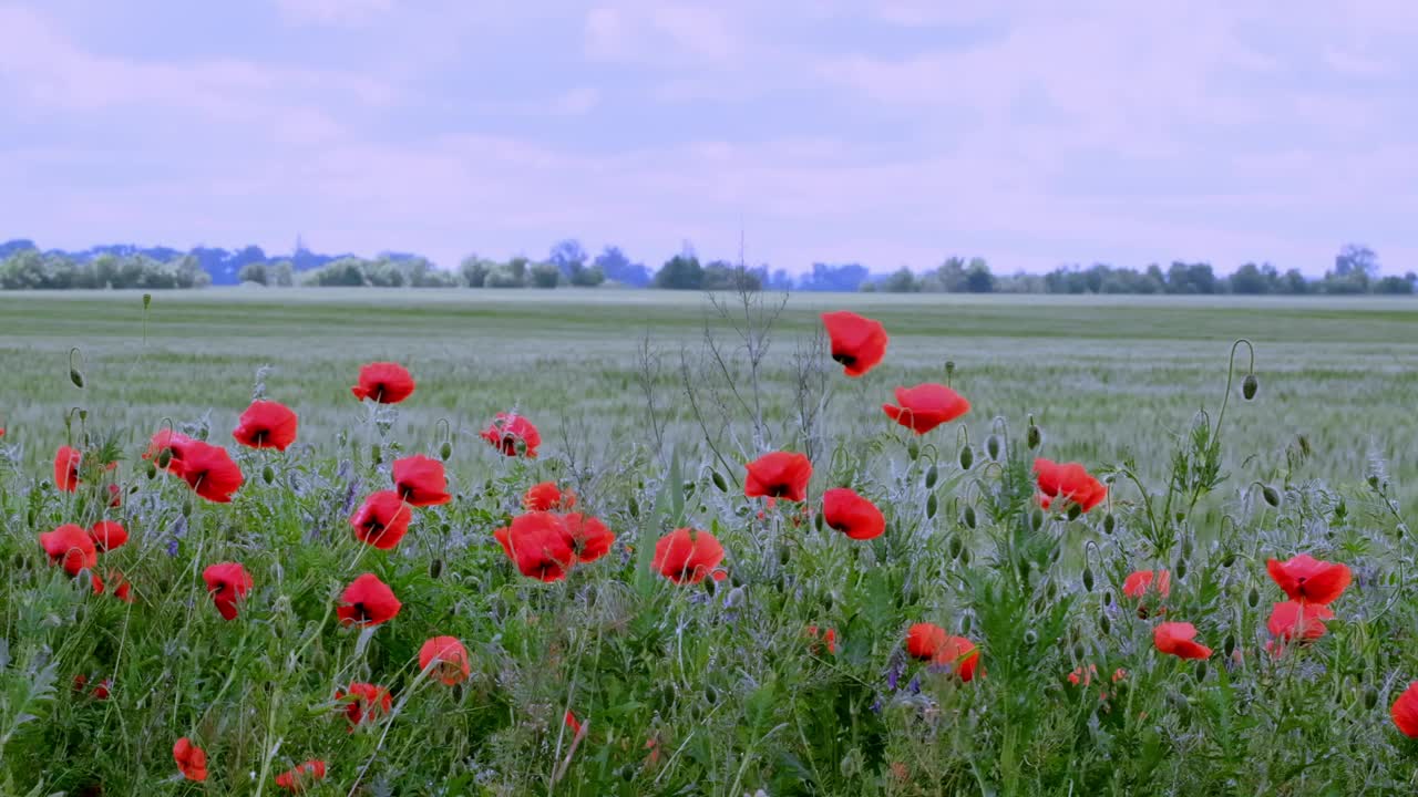 红色罂粟花在野生自然蓝色的天空背景，特写。美丽的野花在阳光下盛开在绿色的田野上。风摇曳的罂粟花。阵亡将士纪念日概念，自然之美，慢动作，选择性聚焦视频素材