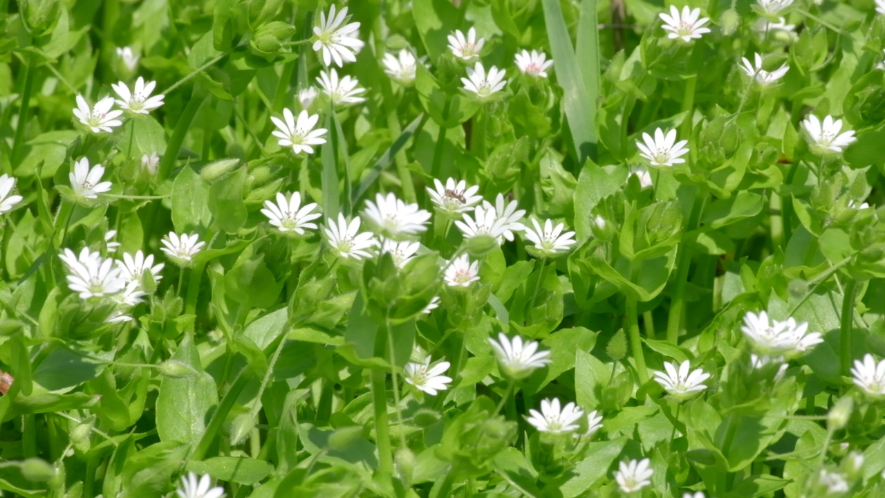 雨后的春天野花伯利恒之星(Ornithogalum umbellatum -拉丁名)。田野里白草百合花，植物开花。大自然模糊的花朵春天的背景视频素材