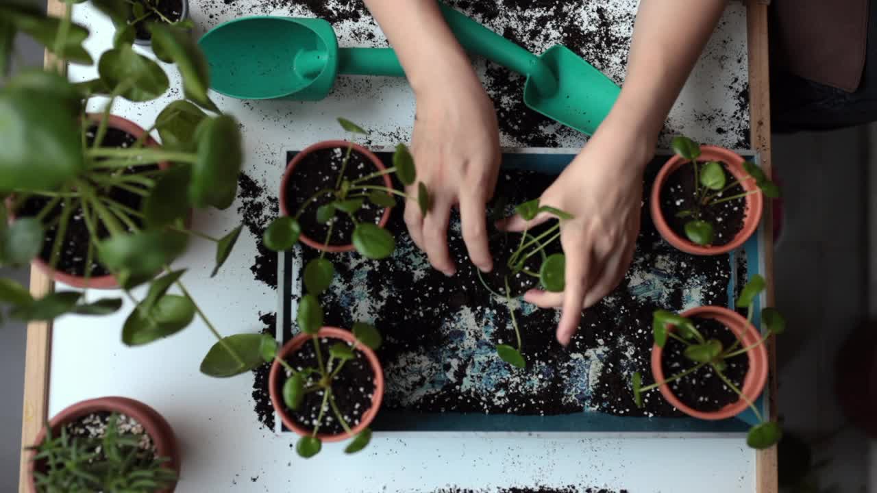 可爱的家庭主妇与花盆和园艺套装视频素材