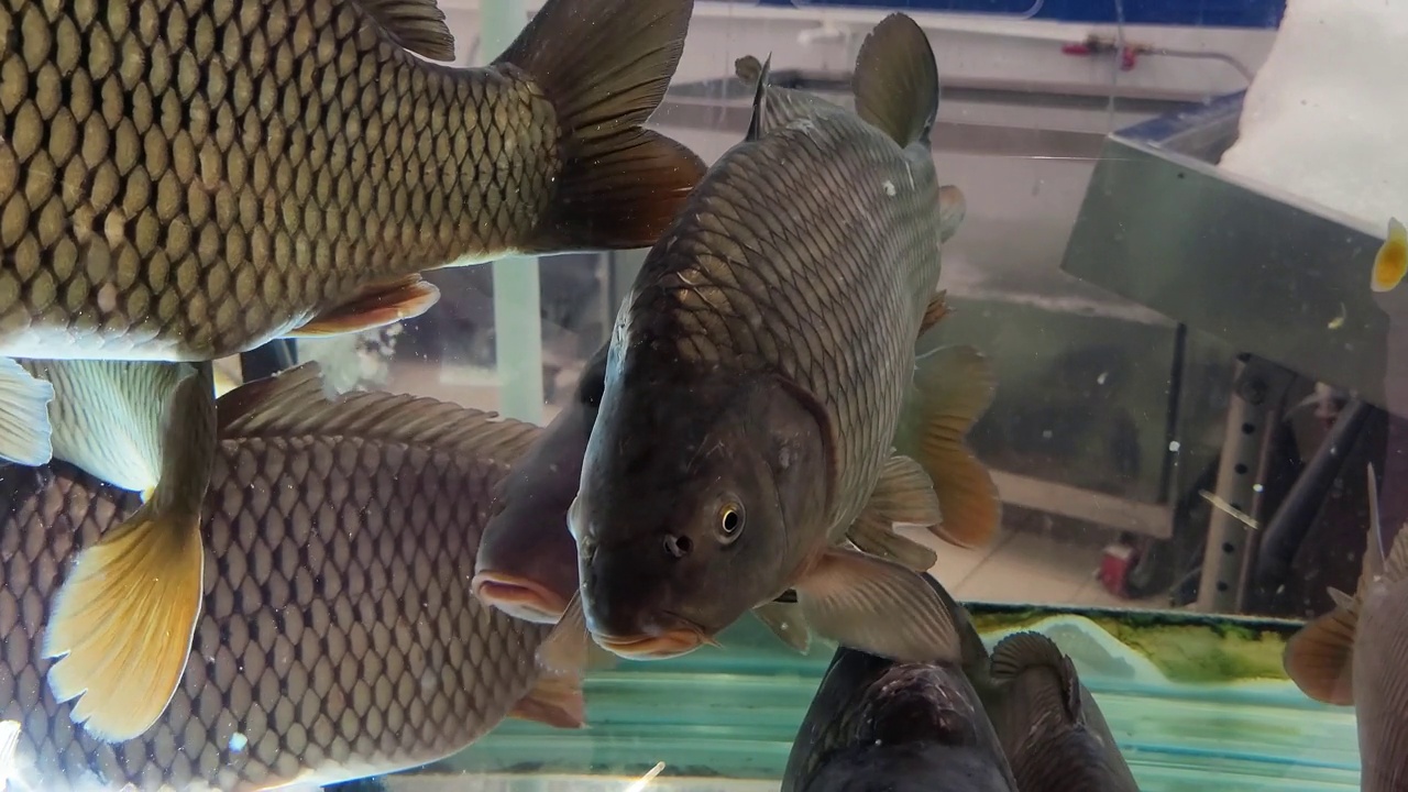 超市水族馆里的活鲤鱼视频下载