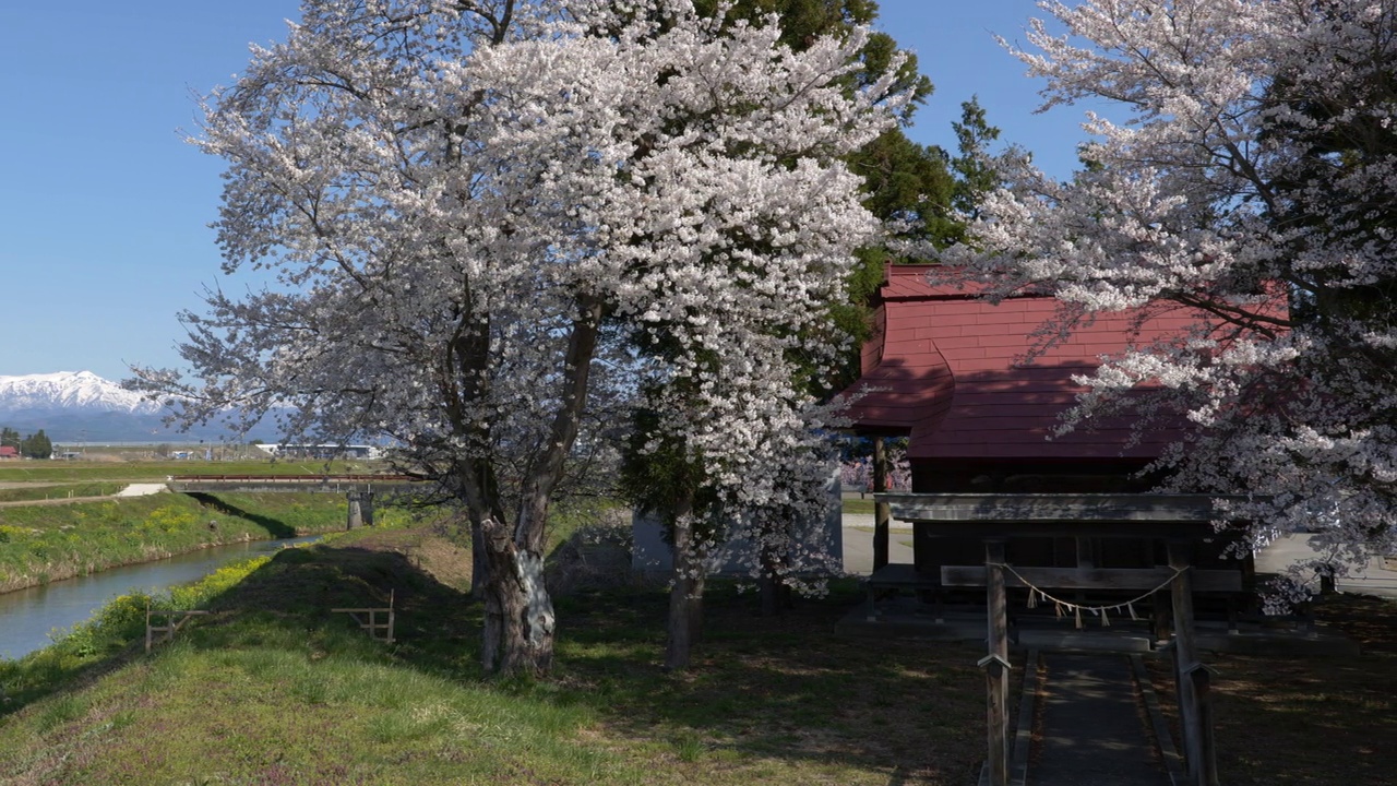 日本乡村樱花盛开的雪山(平移)视频素材