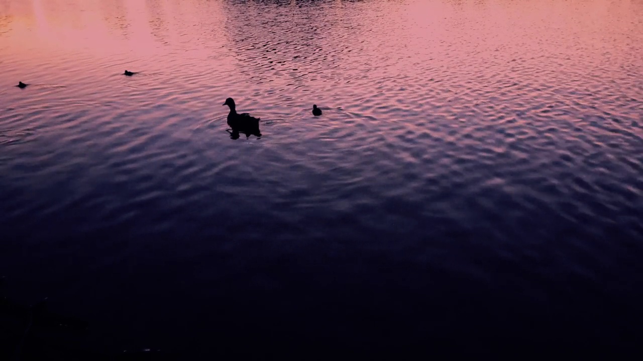 在粉红色的夕阳下，一只鸭子带着一群孩子在池塘里游泳。鸭妈妈带着小鸭子。湖上一群鸭子。美丽的景观视频下载