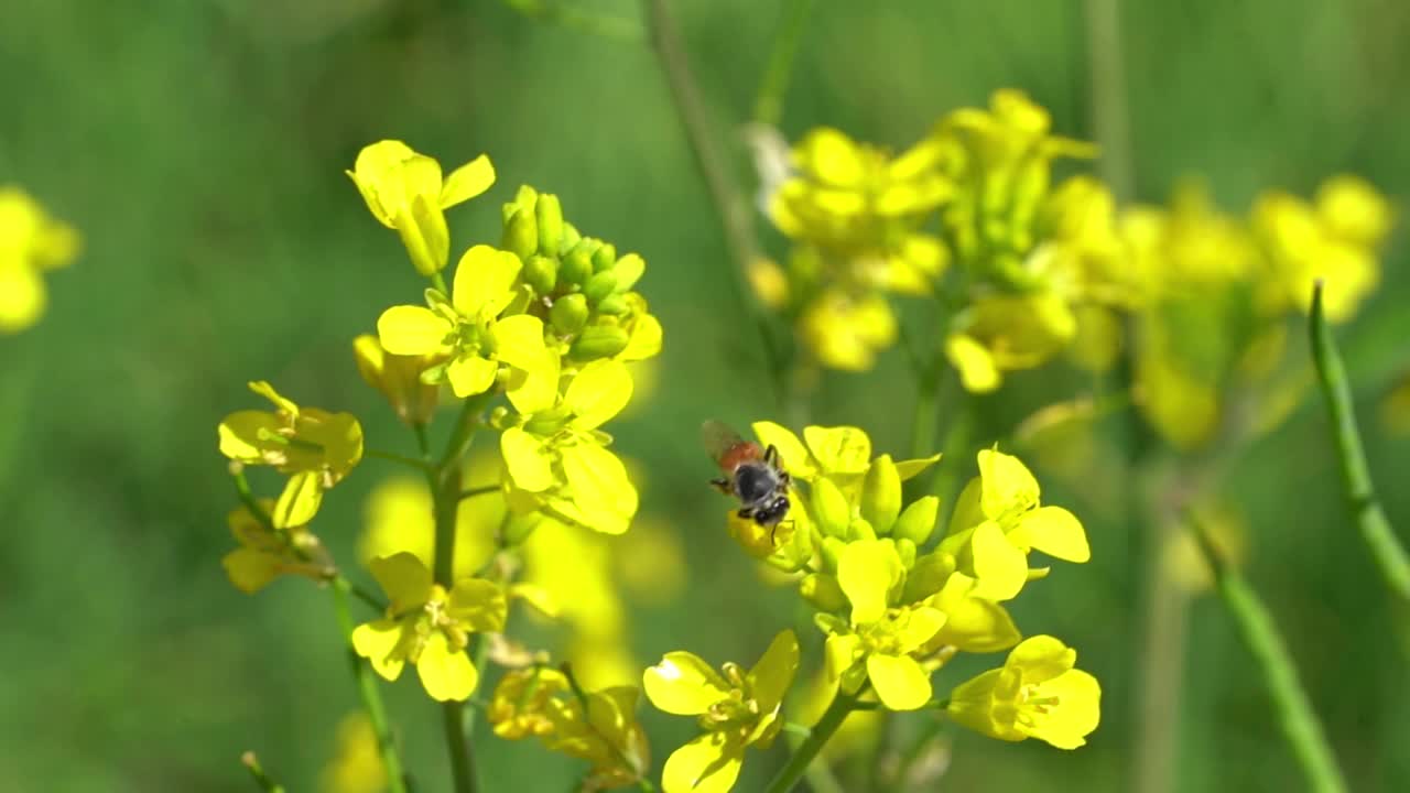 清晨大自然花朵上的蜂虫视频素材