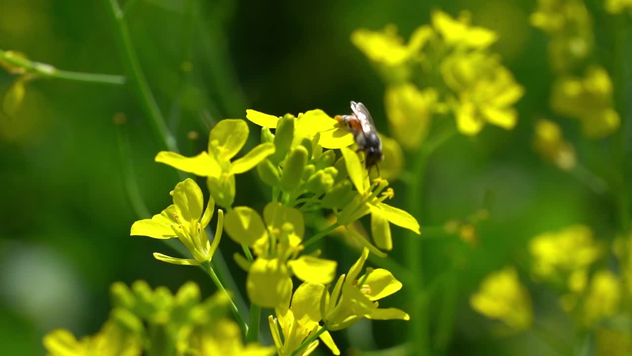 清晨大自然花朵上的蜂虫视频素材