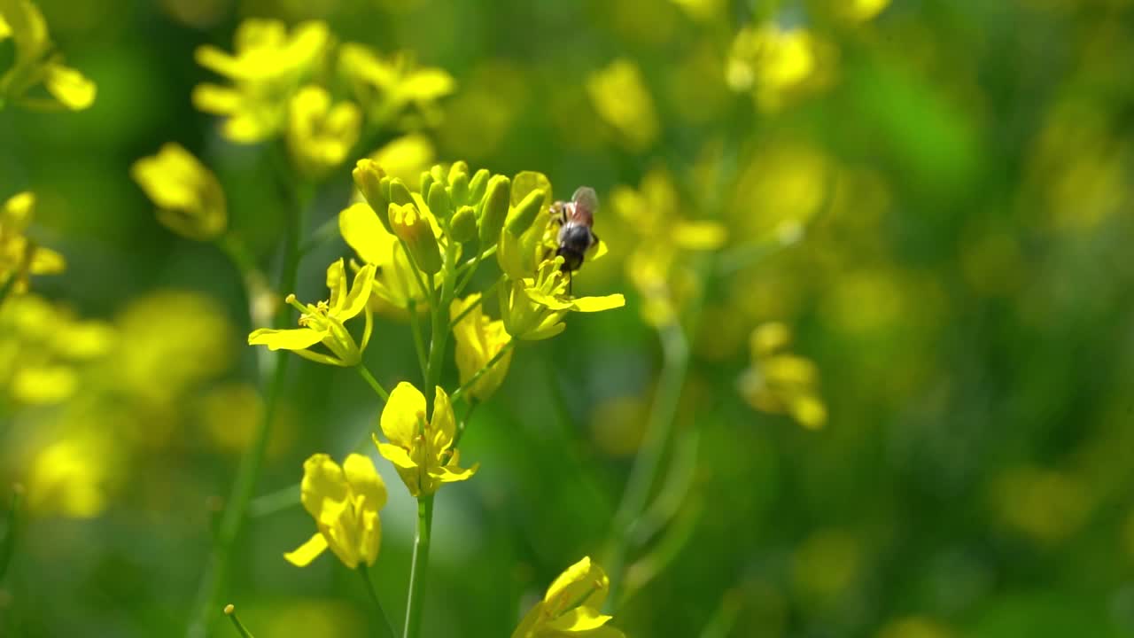 清晨大自然花朵上的蜂虫视频素材