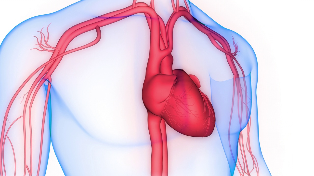 人体循环系统心脏跳动解剖动画概念视频素材