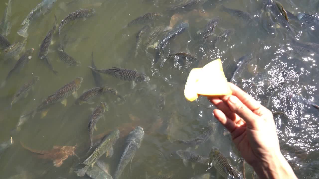 在天然河流中喂鱼视频素材