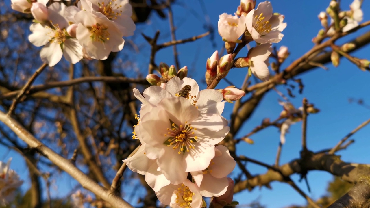 蜜蜂是一棵开花的树。视频素材