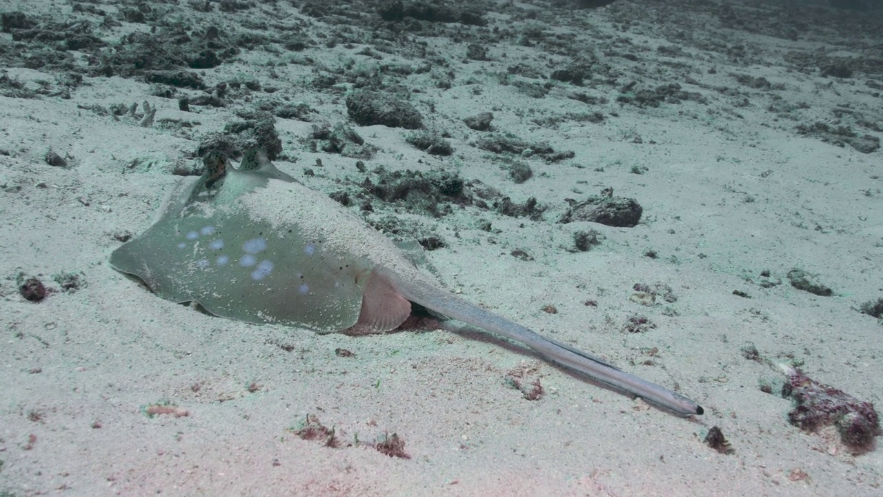 泰国Similan群岛视频素材