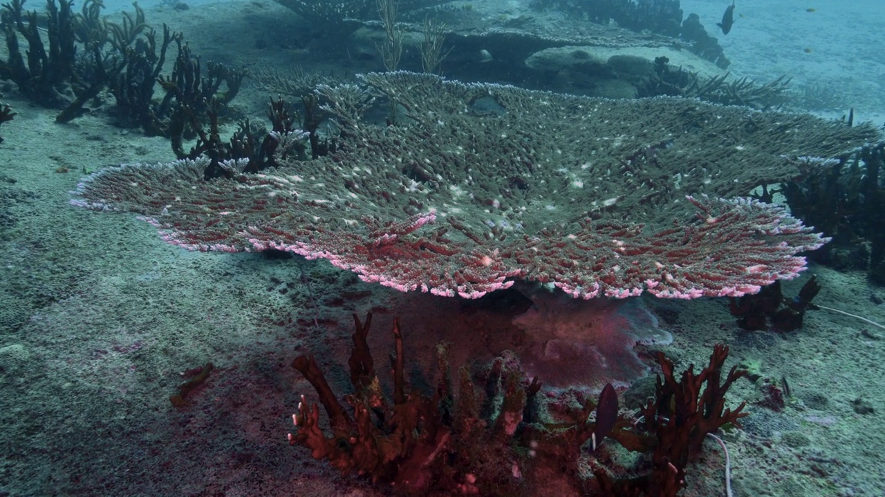 桌子珊瑚(Acropora)圣诞点西米兰群岛泰国视频素材