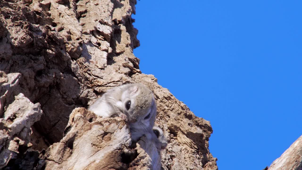 鼯鼠(Ezo momonga)视频下载