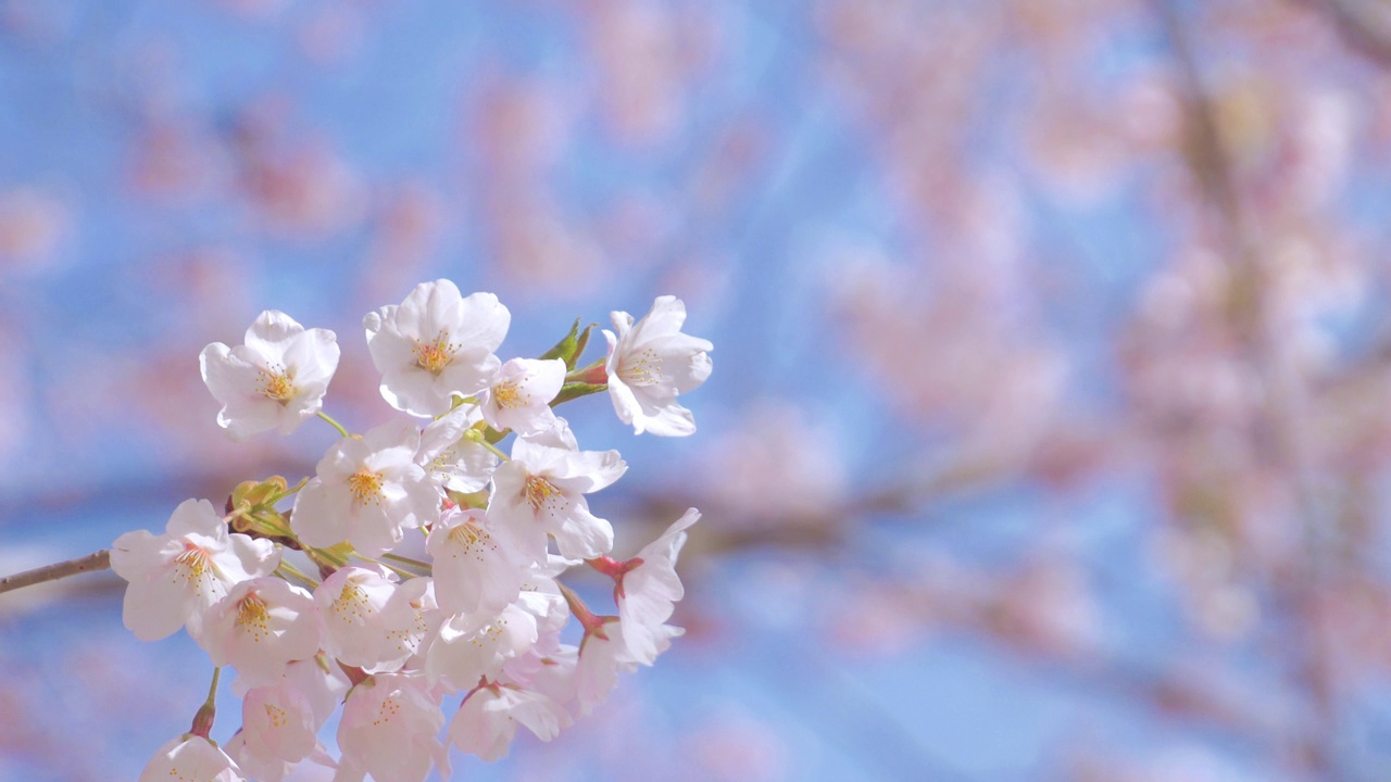 樱花,樱花视频素材