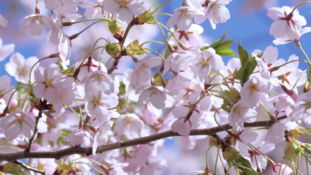 樱花,樱花视频素材